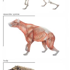 Spotted Hyena by Hannah Cohen