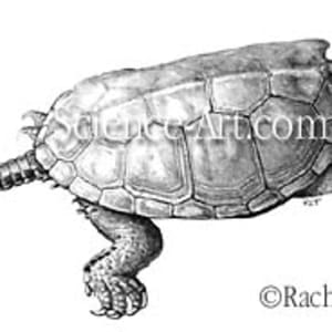 Chinese big-headed turtle by Rachel Ivanyi, AFC