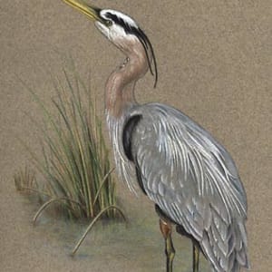 Great Blue Heron by Rachel Ivanyi, AFC