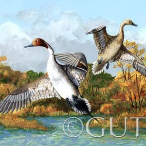 Pintails by Gail Guth