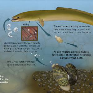 Distribution and ecology of Atlantic eels in Minnesota by Taina Litwak