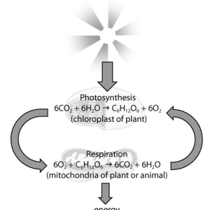 Photosynthesis and Cellular Respiration by Kelly Finan