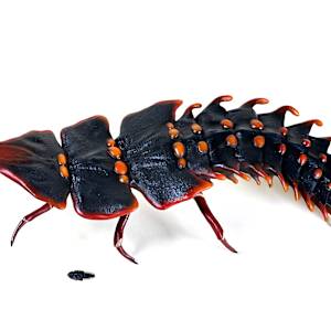 Trilobite Beetle by Amanda Manowski