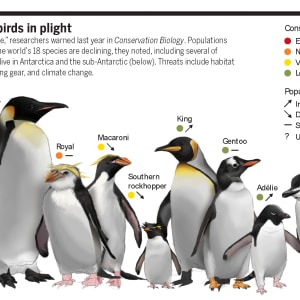Antarctica's Birds in Plight by Valerie Altounian