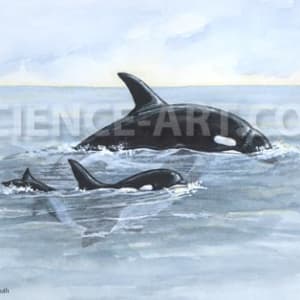 Orca by Gail Guth