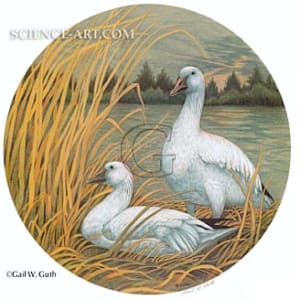 Snow Geese by Gail Guth
