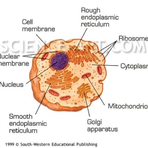 Cell Anatomy by John Norton