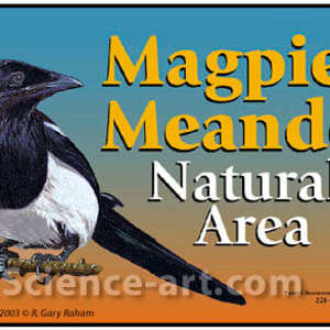 Magpie Meander by R. Gary Raham
