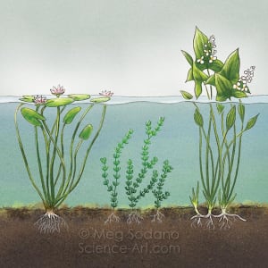 Wetland Plants by Meg Sodano