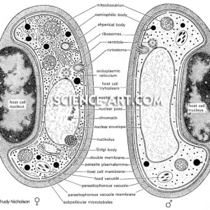 Cell Dissection 1 by Trudy Nicholson