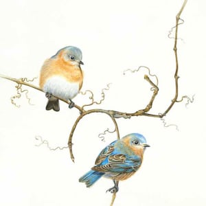 Eastern Bluebird by Dorie Petrochko