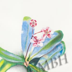 Pipsissewa watercolor study by MaryBeth Hinrichs