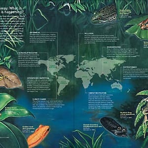 Amphibian Extinctions by Rachel Ivanyi, AFC