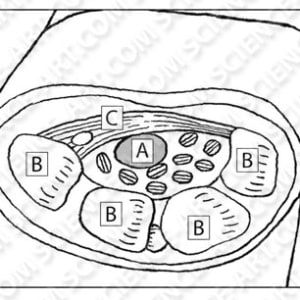 Wrist Cross Section - Carpal Tunnel by Erica Beade
