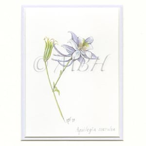 Aquilegia coerulea (Columbine) by MaryBeth Hinrichs