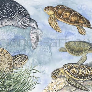 Sea Turtles of the Sea of Cortez by Rachel Ivanyi, AFC