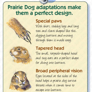 Black-tailed Prairie Dog Adaptations by Marjorie Leggitt