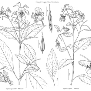 Flora of North America (FNA) v 13 - Impatiens by Marjorie Leggitt