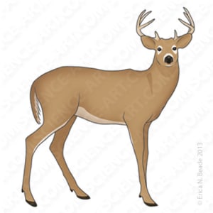 White-Tailed Deer (Odocoileus virginianus) by Erica Beade