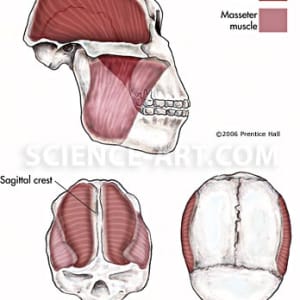 Jaw muscles of Australopithecus robustus by Gail Guth
