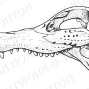 Crocodile Skull by John Norton