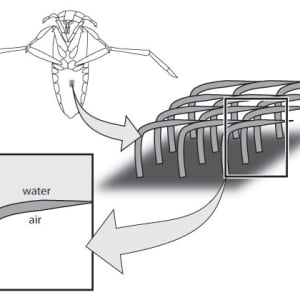Water Boatman Air Space by Kelly Finan
