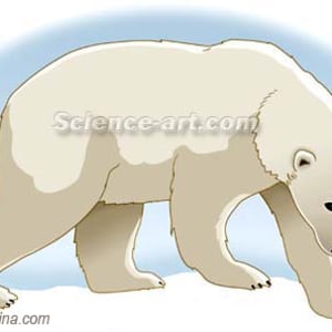 Polar Bear by Chris Gralapp