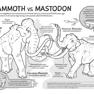 Mammoth vs Mastodon by Sara Cramb
