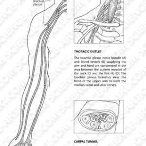 Nerve Compression Syndromes by Erica Beade