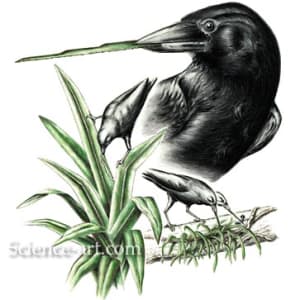 Tool-use of the New Caledonian Crow by Rachel Ivanyi, AFC