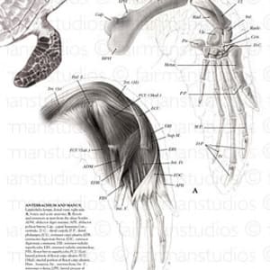 Turtle Flipper Anatomy by Jennifer Fairman, CMI, FAMI