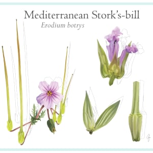 Stork's-bill flower by Zia Abraham