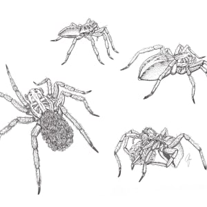 Wolf spider life cycle by Zia Abraham