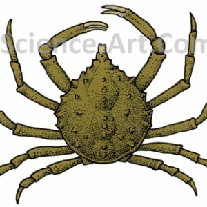 Common Spider Crab by Margaret Garrison