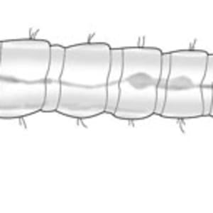 Phantom Midge Larva by Kelly Finan