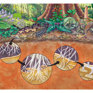 Rainforest Floor Life illustration by Marjorie Leggitt, Image 1.