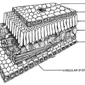 Cross Section of leaf by Stephen DiCerbo