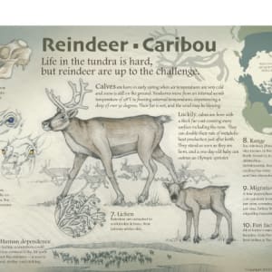The Reindeer-Caribou by Elizabeth Morales