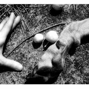 Apple, Paw, Hand by Susan Detroy