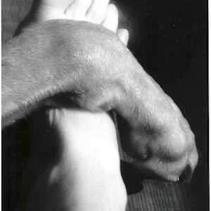 Foot and Paw by Susan Detroy