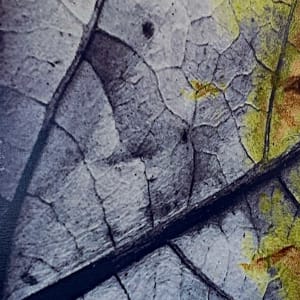 Leaf Life by Susan Detroy  Image: Detail 