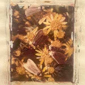 Moths Converge by Susan Detroy  Image: Moths Converge is quiet piece. It is created with polaroid transfer, pen, ink and water color pencil on artist paper. The edges are deckled by hand. The image is part of the worship of precious series. 	
"The Moths" part of my Worship of Precious series, exploring my love of plants and insects. With a passion for botanical and biological study, I bring my love of nature's forms to art creating. I am drawn to earth's insects as they hold a particular interest with their diversity and interesting behaviors. I am returning to using analog methods I began in the 90's, mixing the transfer process including polaroid transfers and pen, pencil and watercolor markings.