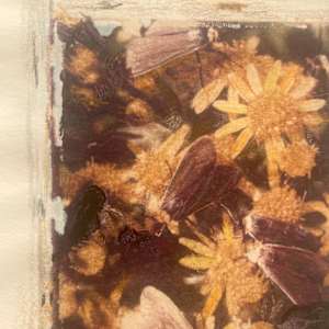 Moths Converge by Susan Detroy 
