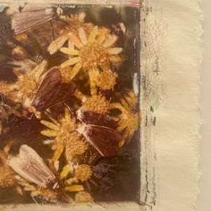Moths Converge by Susan Detroy 