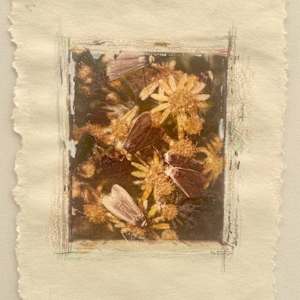 Moths Converge by Susan Detroy