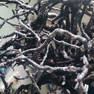 Shaman: Truth by SP Estes  Image: Close up of Shaman