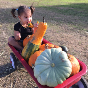 Pumpkin barrel by Katie Carey