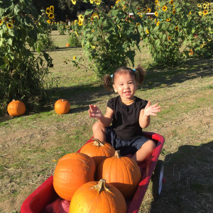 Pumpkin by Katie Carey