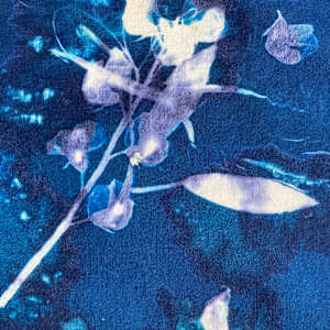 Sweet Pea 2 Cyanotype Organic Cotton Square Scarf by Nanette Moss 