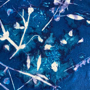 Sweet Pea 2 Cyanotype Organic Cotton Square Scarf by Nanette Moss 